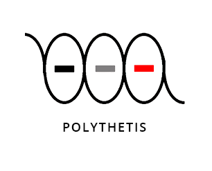 Polythetis